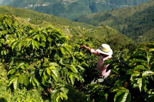 A importância da Análise Foliar na cafeicultura
