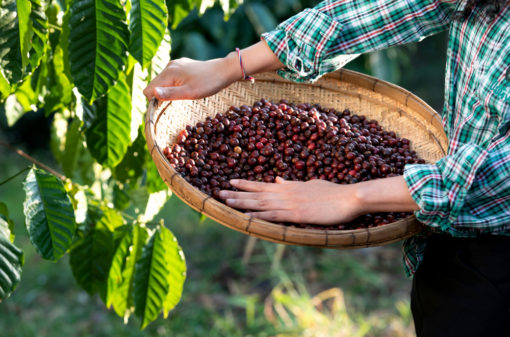 Manejo biológico ganha espaço na cafeicultura