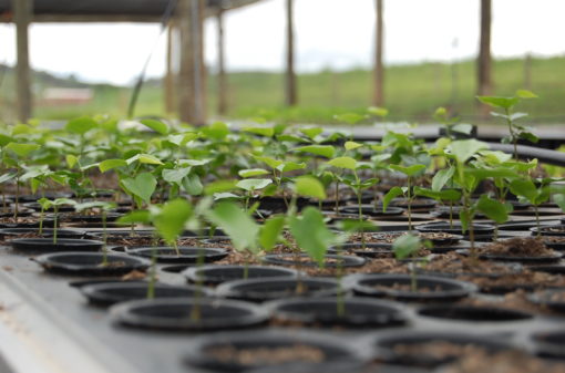 Sustentabilidade é prioridade na vida dos produtores da Cooxupé