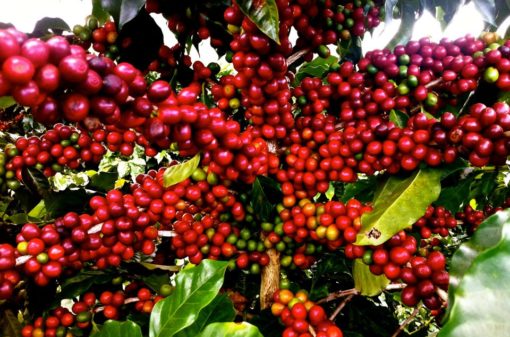 Safra de café tem crescimento de 4,3%, segundo IBGE