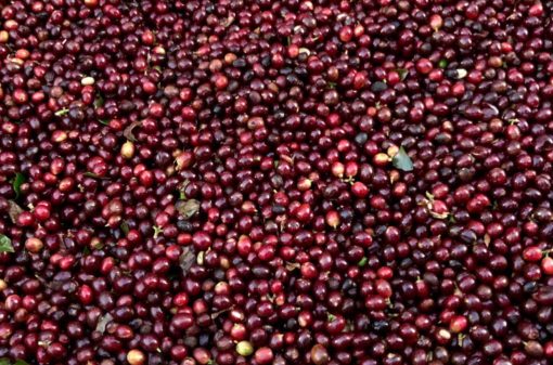 Produção de café arábica na Colômbia caiu 16% em agosto