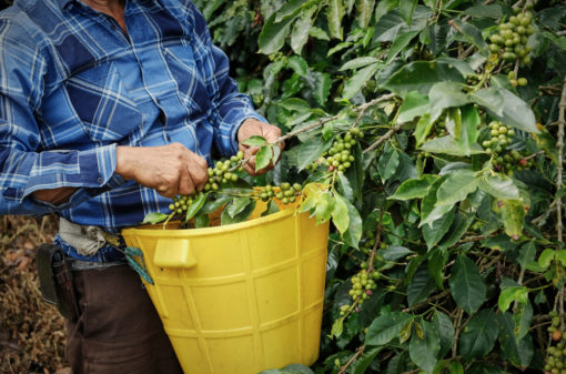 Colômbia detecta novas variantes da ferrugem do café