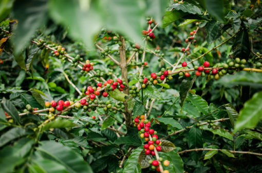 Brasil tem novo verificador dos padrões de café sustentável Starbucks