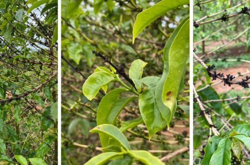 Entenda a relação entre o clima e as características da plantação do café
