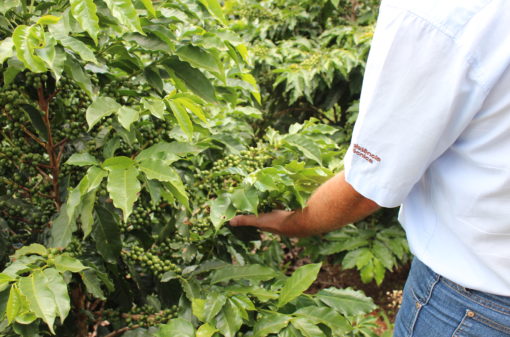 Produtores de café enfrentarão desafios para cobrir custos na próxima safra