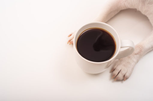 Cachorro viraliza na web ao tomar café escondido de sua dona