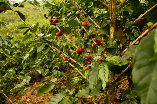 Colômbia tem queda na produção de café em 2021