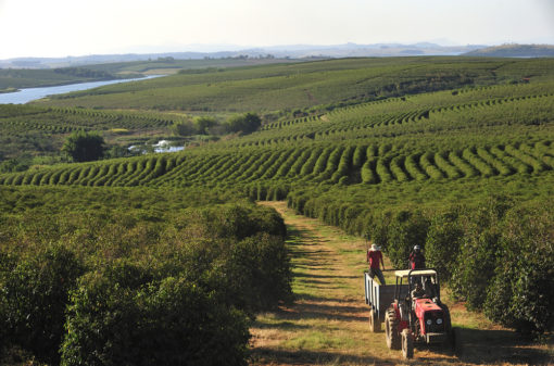 2022 Coffee production area in Brazil is 1.82 mln ha
