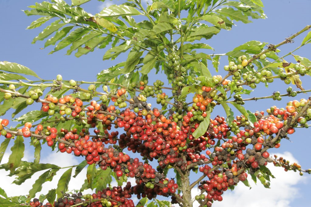 Conillon highs worry Brazilian coffee industry - SAFRAS & Mercado