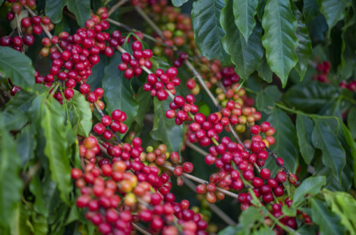 Países produtores mundiais se reúnem em defesa da produção de café junto a EU