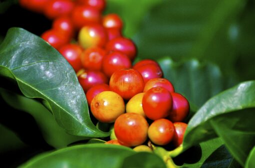 Produção de café arábica corresponde a 64% da safra total