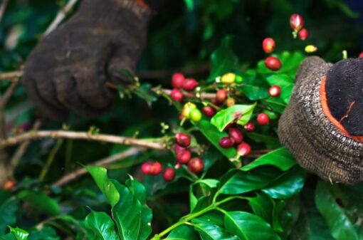 Safra cafeeira: cooperados da Cooxupé colhem 99,35% do volume de café esperado