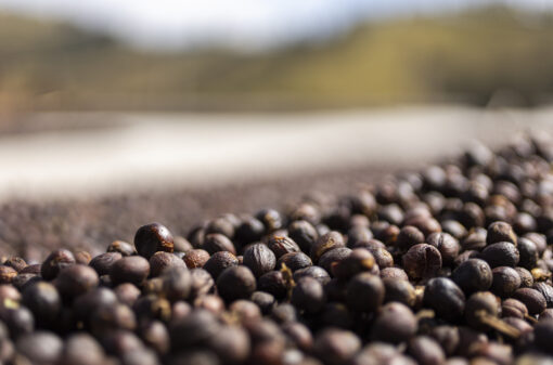Qual o clima ideal para produzir cafés? 