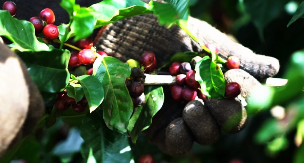 workforce is one of the key challenges for coffee farmers