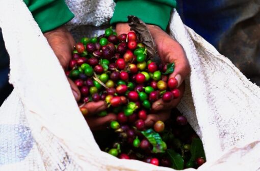 Key challenges for coffee farmers