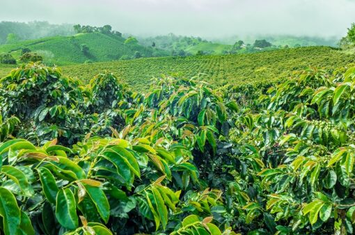 Colômbia: queda na produção puxa as exportações de café 