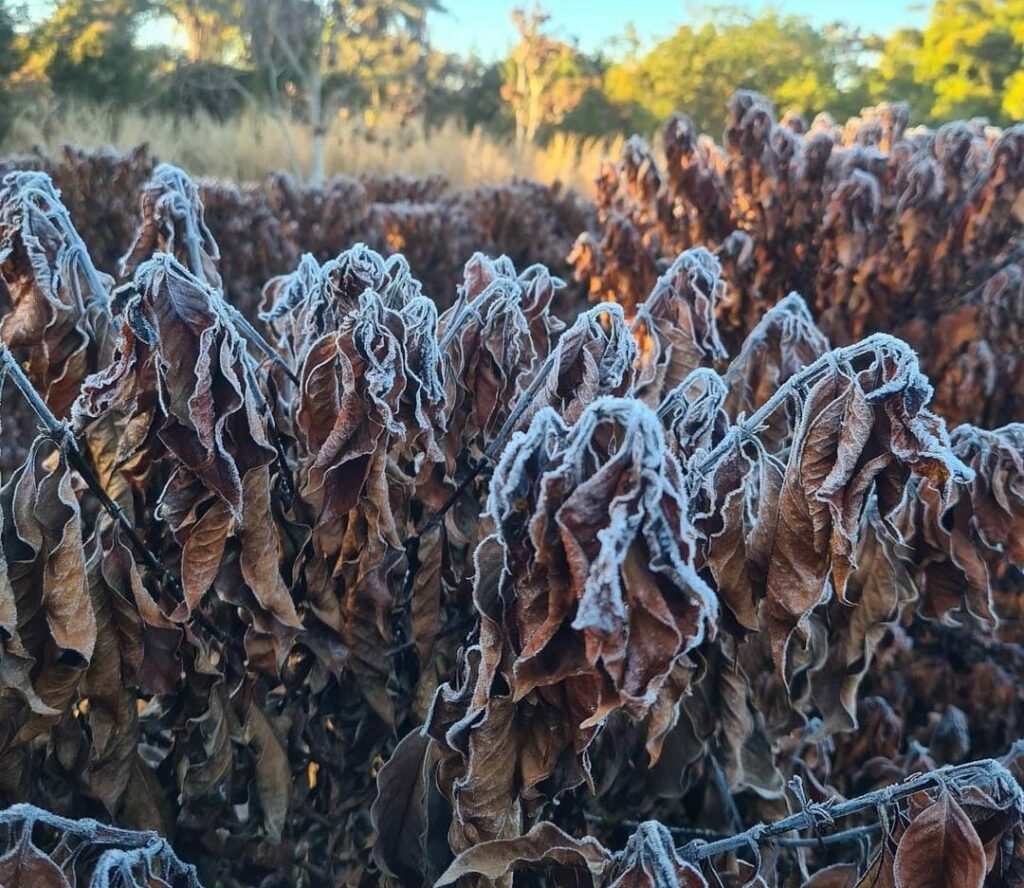 the frost and other weather issues are key challenges for coffee 