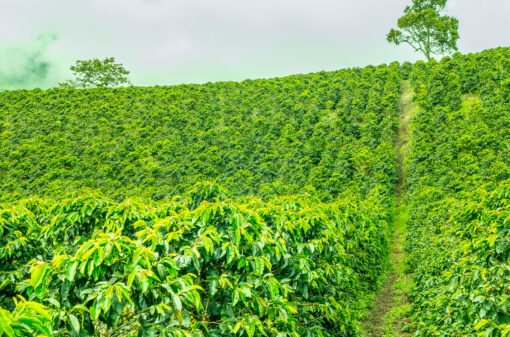 Colômbia pede renovação dos cafezais e projeta recuperação para 2024