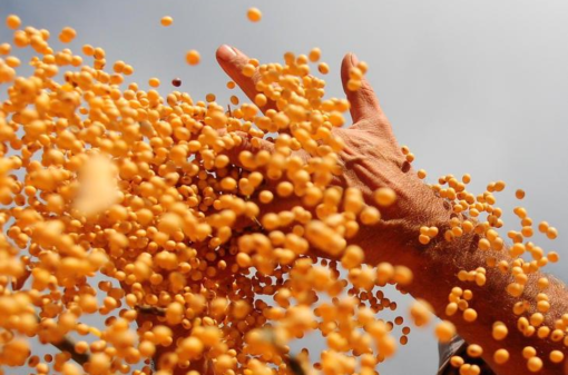 Safra de grãos 2022/2023 pode atingir 313 milhões de toneladas