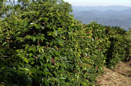Exportações de café do Vietnã caem 13,7% em outubro ante setembro