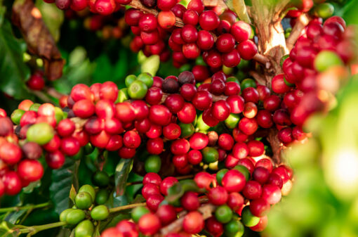 CONAB divulga expectativa de produção da safra de café 2023
