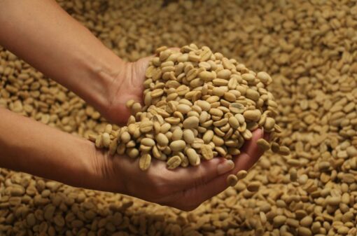 EPAMIG comercializa sementes qualificadas de café para entrega imediata