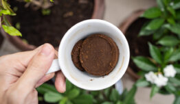 <strong>How to cleanse plants with coffee</strong>