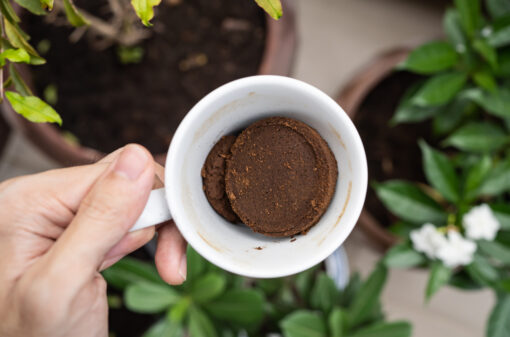 Aprenda a limpar as plantas com café