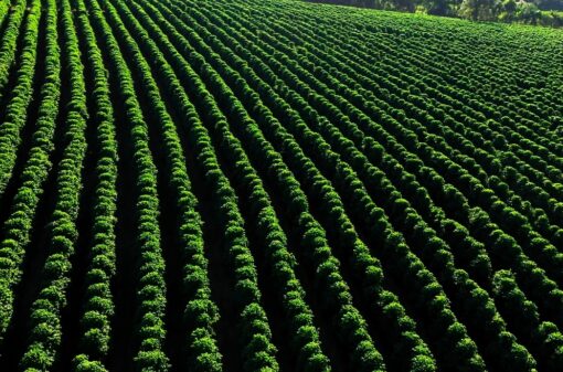 Conab estima produção de café em 54,74 milhões de sacas na safra 2023