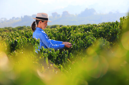 30 mil mulheres comandam negócios na cafeicultura