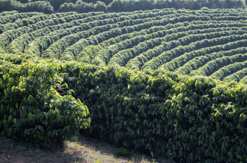 El Niño no horizonte: confira riscos para o café na América Central