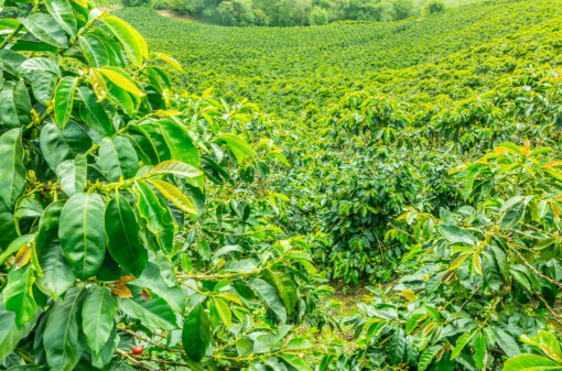 Produção de café da Colômbia avança 10% em fevereiro