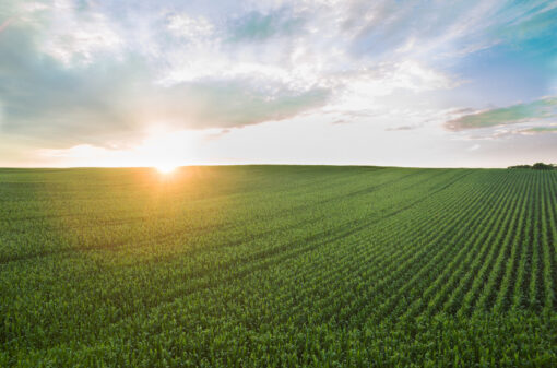 Valor da Produção Agropecuária é previsto em R$ 1,249 trilhão para 2023