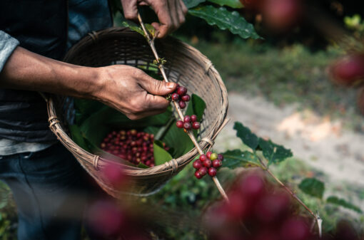 Certificação ambiental estimula o cumprimento da lei em fazendas de café