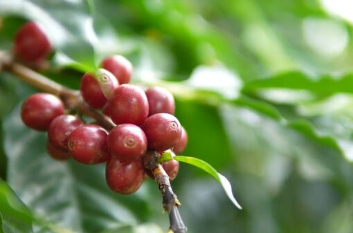 Coffee production estimated at 54.36 million bags in 2023, according to Conab