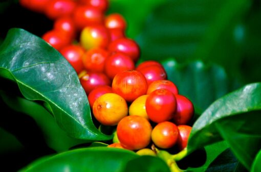 Café: produtividade média de 28,9 sacas por hectare em 2023