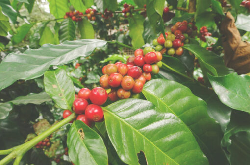 Produção de café no Brasil ocupa 1,9 milhão de hectares em 2023