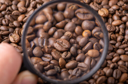 Biossensor pode facilitar cultivo do café