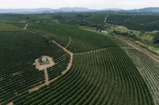 Sudoeste de Minas é quinta região produtora de café do estado com IG