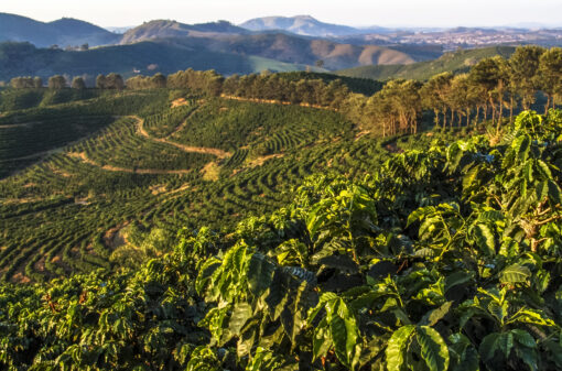 O que é cafeicultura? Saiba tudo sobre a produção no Brasil