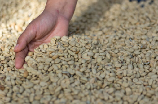 Brasil lidera em produção de café, mas paga até 8 vezes mais na importação