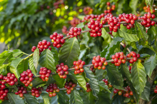 Por que a seleção de café cereja é essencial para melhorar a qualidade do grão?