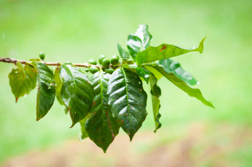 Folhas de café podem auxiliar no tratamento da doença de Parkinson