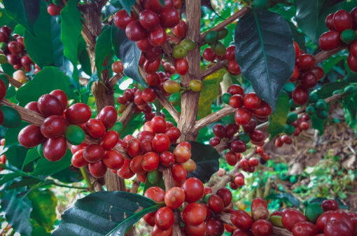 Café colombiano: Navegando pelo clima e exportações