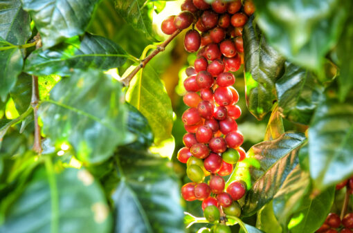 Pacto sobre transformação sustentável do setor cafeeiro