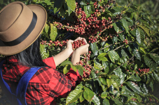 Memorando ampliará participação de cafés produzidos por mulheres no mercado global