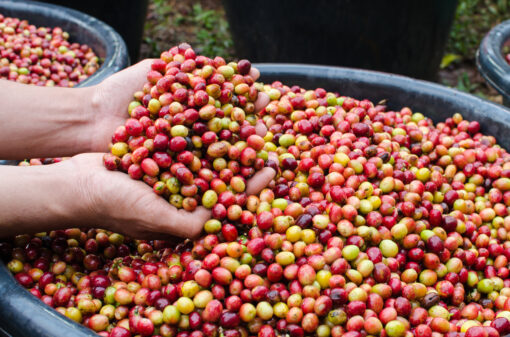 Entenda sobre o futuro da cafeicultura e a história do grão