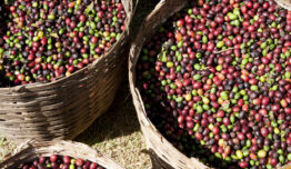 Colheita de café: normas de área de vivência, moradia e transporte