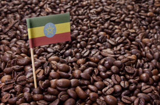 Estudo de genoma revela as origens etíopes pré-históricas do café