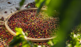 Como coibir práticas de assédio na lavoura durante a colheita de café?